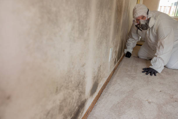 Best Emergency Mold Remediation  in USA